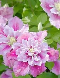 Махровий Клематис ''Піілу'' CLEMATIS 'PIILU' Рожево-малиновий 1148 фото
