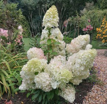 Гортензія волотиста "Геркулес" HYDRANGEA PANICULATA 'HERCULES' висота 70 см Білий 560 фото