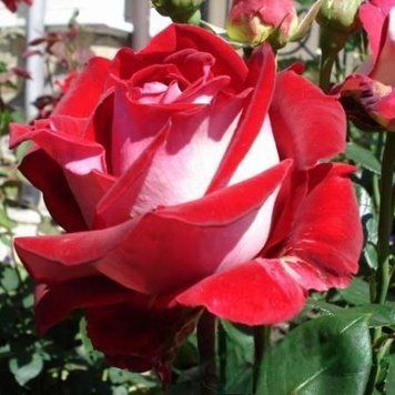 Троянда чайно-гібридна ''Люксор'' ROSE 'LUXOR' висота 80-150 см Червоний/ Білий 379 фото