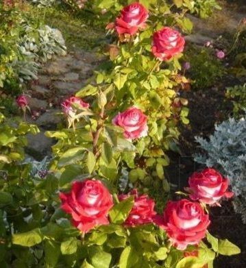 Троянда чайно-гібридна ''Люксор'' ROSE 'LUXOR' висота 80-150 см Червоний/ Білий 379 фото