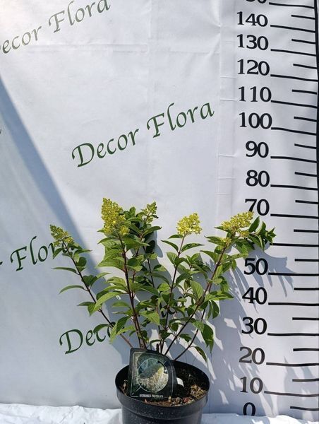 Гортензія волотиста "Геркулес" HYDRANGEA PANICULATA 'HERCULES' висота 70 см Білий 560 фото