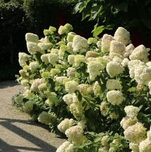 Гортензія волотиста "Геркулес" HYDRANGEA PANICULATA 'HERCULES' висота 70 см Білий 560 фото