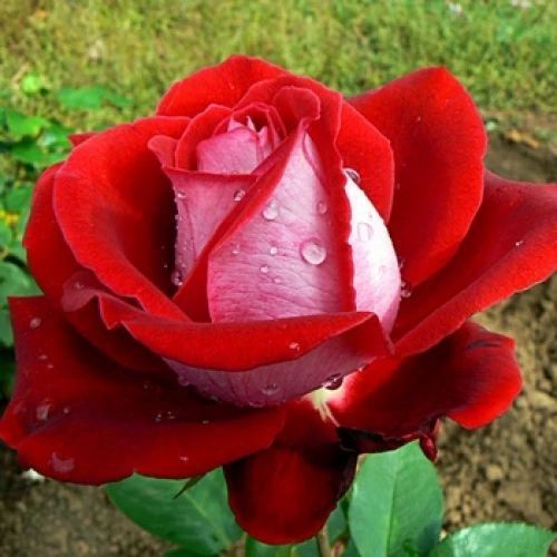 Троянда чайно-гібридна ''Люксор'' ROSE 'LUXOR' висота 80-150 см Червоний/ Білий 379 фото