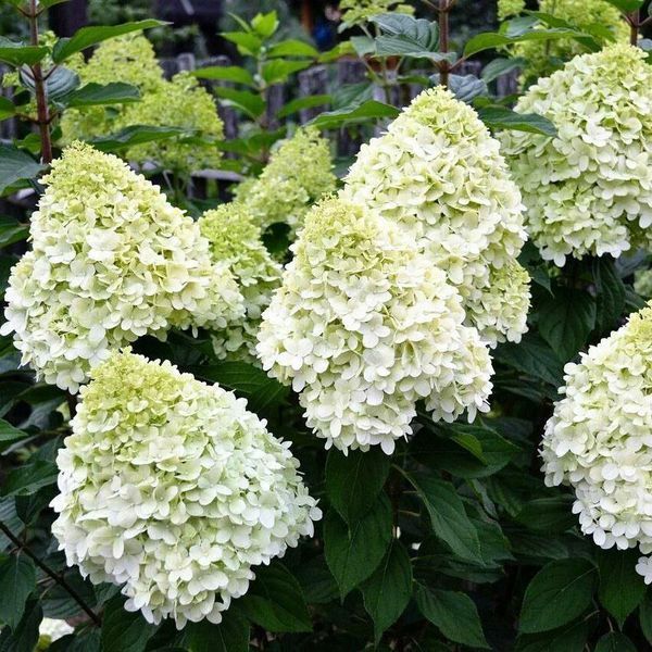 Гортензія волотиста "Геркулес" HYDRANGEA PANICULATA 'HERCULES' висота 70 см Білий 560 фото