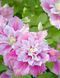 Махровий Клематис ''Піілу'' CLEMATIS 'PIILU' Рожево-малиновий 1148 фото 3
