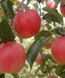 Яблуня 'Гала' MALUS DOMESTICA "GALA" висота 120-140 см Червоний 237 фото 1