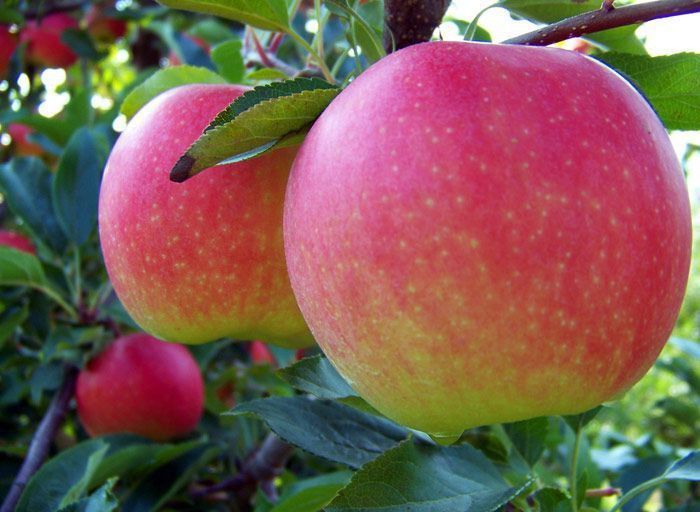 Яблуня 'Гала' MALUS DOMESTICA "GALA" висота 120-140 см Червоний 237 фото