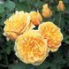 Махрова Английская плетистая роза ''Грехам Томас'' ROSE 'GRAHAM THOMAS' Насыщенно-желтый 514 фото 2