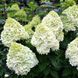 Гортензія волотиста "Геркулес" HYDRANGEA PANICULATA 'HERCULES' висота 70 см Білий 560 фото 3
