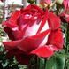 Троянда чайно-гібридна ''Люксор'' ROSE 'LUXOR' висота 80-150 см Червоний/ Білий 379 фото 1