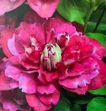 Махровий Клематис ''Хот Кіссес'' CLEMATIS 'HOT KISSES' Рожево-малиновий 1149 фото