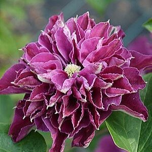 Махровий Клематис ''Хот Кіссес'' CLEMATIS 'HOT KISSES' Рожево-малиновий 1149 фото