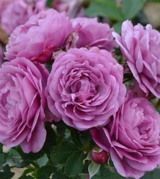 Махровая Английская плетистая роза ''Тельма'' ROSE 'THELMA' Розово-сиреневый 515 фото