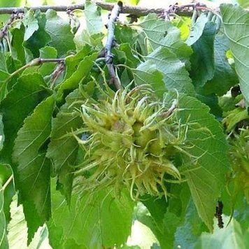 Фундук 'Белый Медвежий' (Corylus avellana 'Белый Медвежий') 50-100 см Зеленый 1049 фото