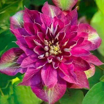 Махровий Клематис ''Хот Кіссес'' CLEMATIS 'HOT KISSES' Рожево-малиновий 1149 фото