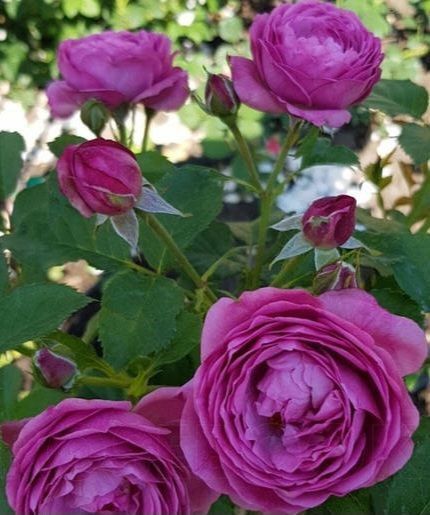 Махрова Англійська плетиста троянда '' Тельма'' ROSE 'THELMA' Рожево-бузковий 515 фото