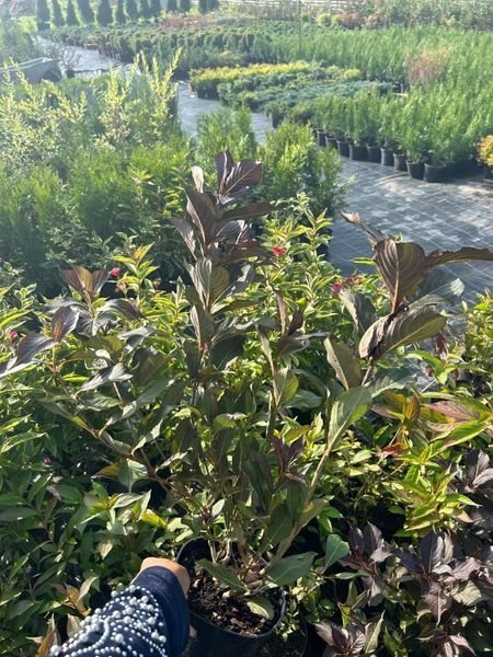 Вейгела "Олександра" WEIGELA 'ALEXANDRA' c2 л ЗКС, висота 40-50 см, Рожевий 193 фото