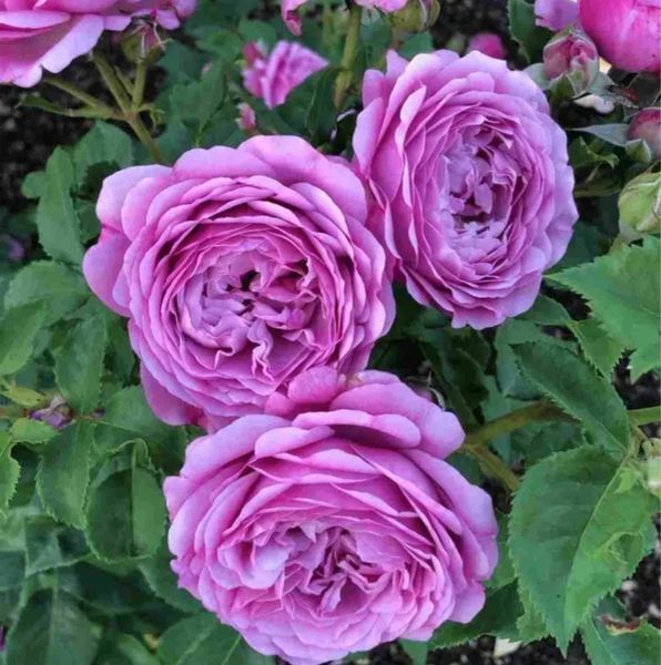 Махрова Англійська плетиста троянда '' Тельма'' ROSE 'THELMA' Рожево-бузковий 515 фото