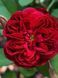 Махрова Англійська троянда ''Аскот'' ROSE 'ASCOT' Червоний 479 фото 3