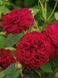Махрова Англійська троянда ''Аскот'' ROSE 'ASCOT' Червоний 479 фото 1