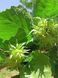Фундук 'Белый Медвежий' (Corylus avellana 'Белый Медвежий') 50-100 см Зеленый 1049 фото 2