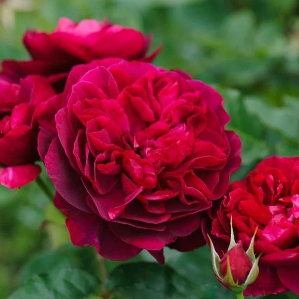 Махрова Англійська троянда ''Аскот'' ROSE 'ASCOT' Червоний 479 фото