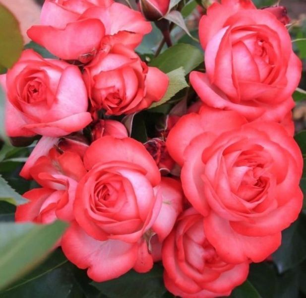 Троянда плетиста ''Антік'' ROSE 'ANTIKE' висота 40-50 метрів Рожевий 430 фото