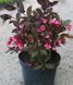Вейгела "Олександра" WEIGELA 'ALEXANDRA' c2 л ЗКС, висота 40-50 см, Рожевий 193 фото 1