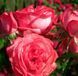 Троянда плетиста ''Антік'' ROSE 'ANTIKE' висота 40-50 метрів Рожевий 430 фото 2