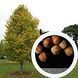 Фундук 'Белый Медвежий' (Corylus avellana 'Белый Медвежий') 50-100 см Зеленый 1049 фото 3