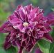 Махровий Клематис ''Хот Кіссес'' CLEMATIS 'HOT KISSES' Рожево-малиновий 1149 фото 2
