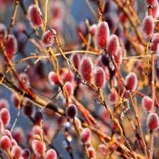 Верба 'Маунт Асо' SALIX GRACILISTYLA "MOUNT ASO" кущова 60-70 см Рожевий 884 фото