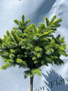 Ель сербская ''Певе Тиджин'' PICEA 'PEVE TIJN' на штамбе, высота 160 см, Желто-зеленый 548 фото