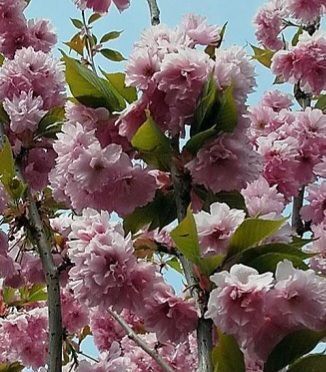 Сакура ''Кіку шидаре'' PRUNUS SERRULATA 'KIKU-SHIDARE' висота 150-180 см (вік 4 роки) глечик 3л Рожевий 221 фото