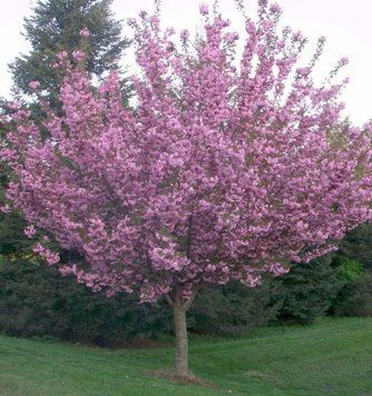 Сакура звичайна ''Роял Бургунді'' PRUNUS SERRULATA 'ROYAL BURGUNDY' висота 170 см Рожевий 260 фото