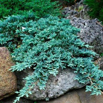 Можжевельник &laquo;Айс Блю&raquo; (Juniperus scopulorum &lsquo;Ice Blue&rsquo;) 1,5 л кувшин Сизо-голубой 982 фото
