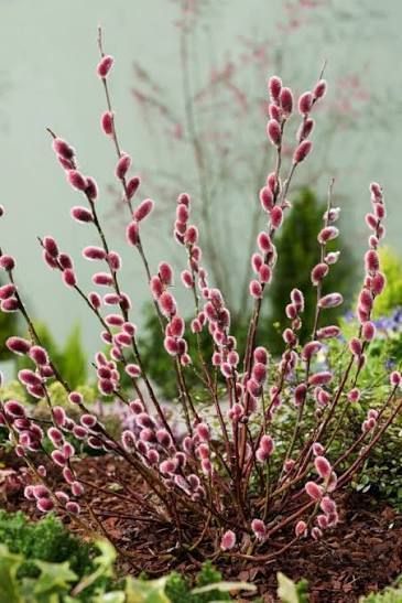 Верба 'Маунт Асо' SALIX GRACILISTYLA "MOUNT ASO" кущова 60-70 см Рожевий 884 фото