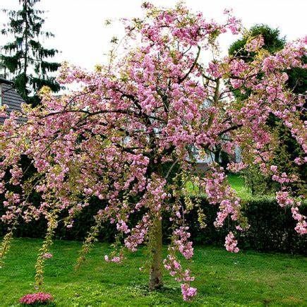 Сакура ''Кіку шидаре'' PRUNUS SERRULATA 'KIKU-SHIDARE' висота 150-180 см (вік 4 роки) глечик 3л Рожевий 221 фото