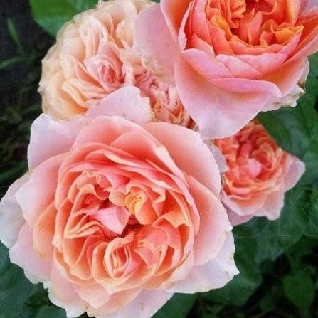 Роза чайно-гибридная ''Вувузела'' ROSE 'VUVUZELА' высота 80-150 см Кораллово-оранжевый 1032 фото