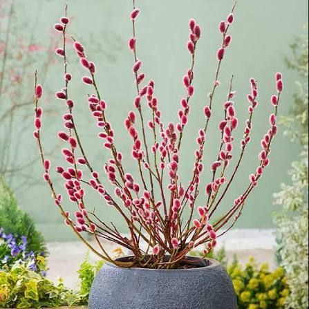 Верба 'Маунт Асо' SALIX GRACILISTYLA "MOUNT ASO" кущова 60-70 см Рожевий 884 фото