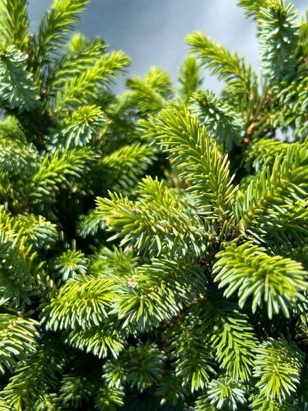 Ель сербская ''Певе Тиджин'' PICEA 'PEVE TIJN' на штамбе, высота 160 см, Желто-зеленый 548 фото