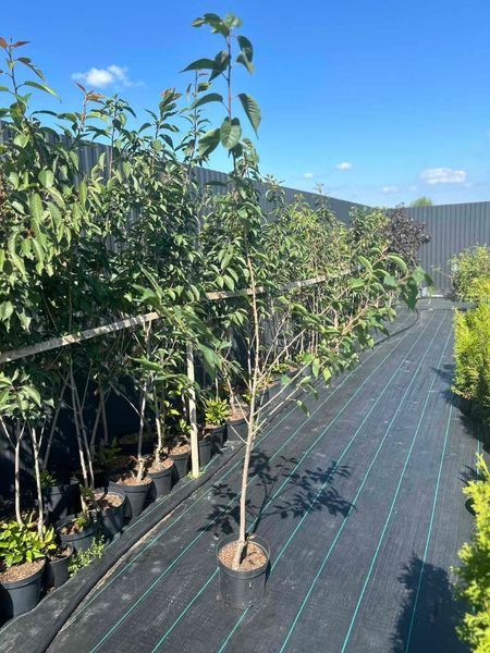 Сакура ''Кіку шидаре'' PRUNUS SERRULATA 'KIKU-SHIDARE' висота 150-180 см (вік 4 роки) глечик 3л Рожевий 221 фото