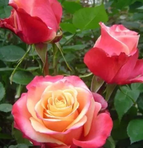 Троянда ''Три Де'' ROSE '3 D' на штамбі висота 140-160 см Кораловий 313 фото