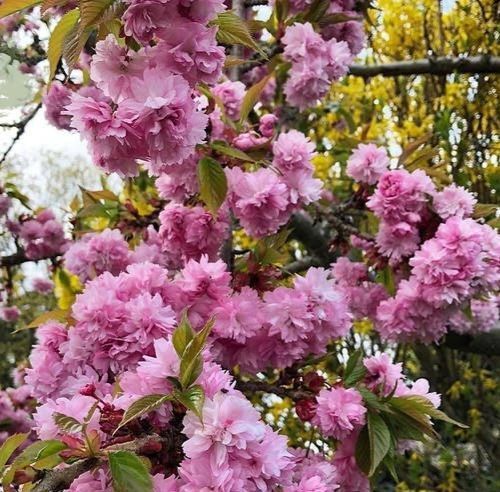 Сакура ''Кіку шидаре'' PRUNUS SERRULATA 'KIKU-SHIDARE' висота 150-180 см (вік 4 роки) глечик 3л Рожевий 221 фото