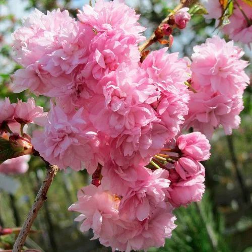 Сакура ''Кіку шидаре'' PRUNUS SERRULATA 'KIKU-SHIDARE' висота 150-180 см (вік 4 роки) глечик 3л Рожевий 221 фото