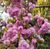 Сакура ''Кіку шидаре'' PRUNUS SERRULATA 'KIKU-SHIDARE' висота 150-180 см (вік 4 роки) глечик 3л Рожевий 221 фото