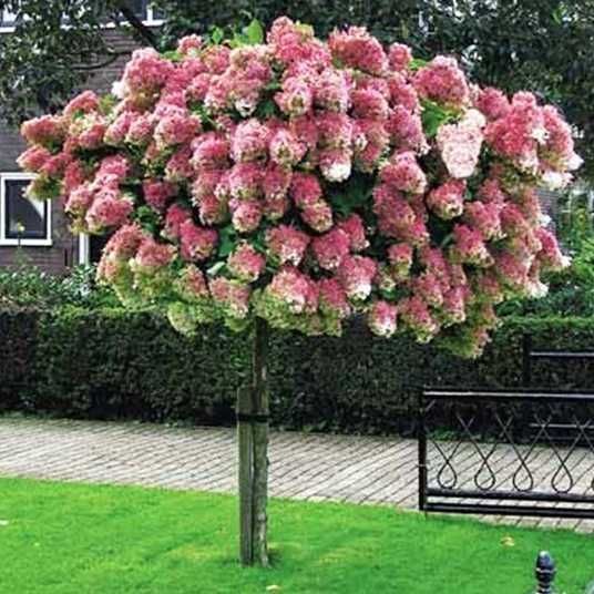 Гортензия метельчатая на штамбе "Ванила Фрайз" Hydrangea paniculata 'Vanille Fraise', кувшин 5-7 л ЗКС, высота штамба 50-60 см, Кремово-белый 1132 фото