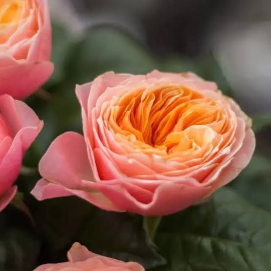 Роза чайно-гибридная ''Вувузела'' ROSE 'VUVUZELА' высота 80-150 см Кораллово-оранжевый 1032 фото
