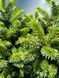 Ель сербская ''Певе Тиджин'' PICEA 'PEVE TIJN' на штамбе, высота 160 см, Желто-зеленый 548 фото 4