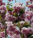Сакура ''Кіку шидаре'' PRUNUS SERRULATA 'KIKU-SHIDARE' висота 150-180 см (вік 4 роки) глечик 3л Рожевий 221 фото 2